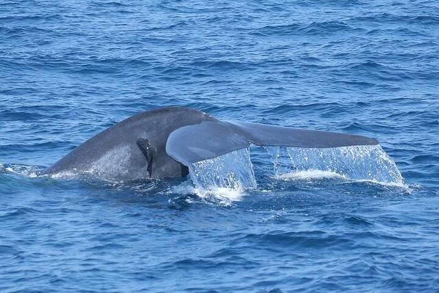 Mirissa Whales