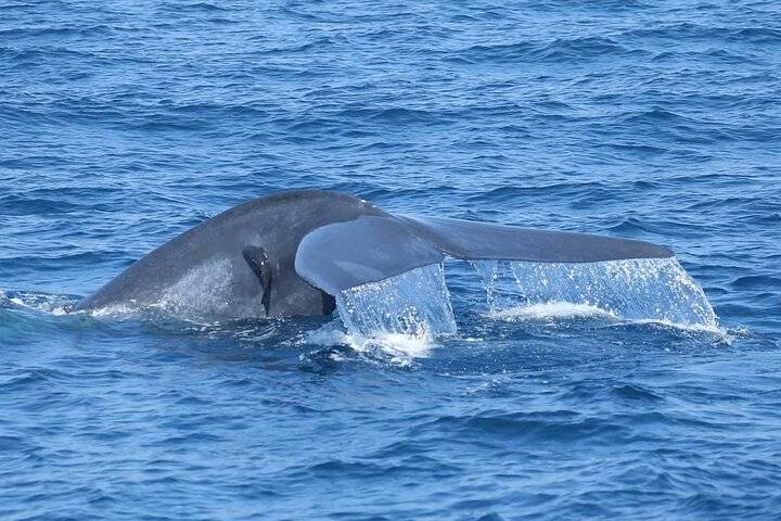 Whale Watching, Hikkaduwa