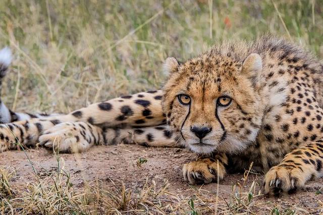 Big Five Safari
