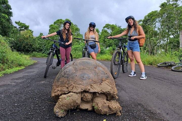 Giant Tortoises, Santa Cruz