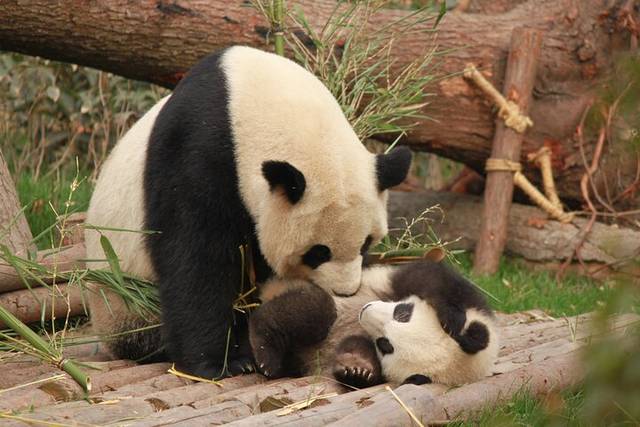 Panda Base