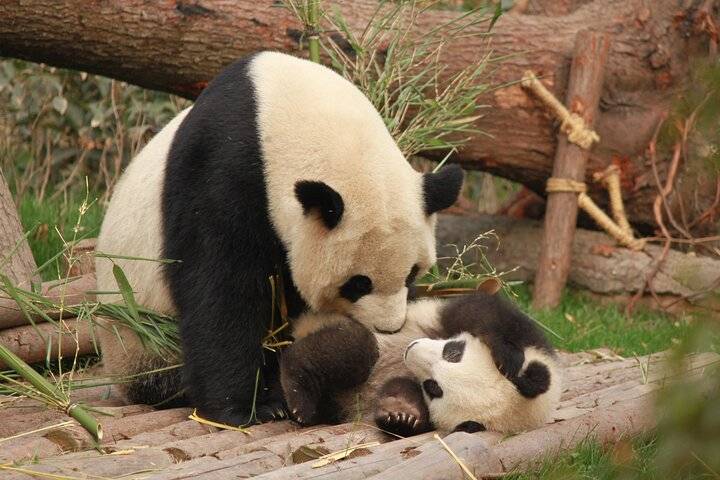 Giant pandas, Chengdu
