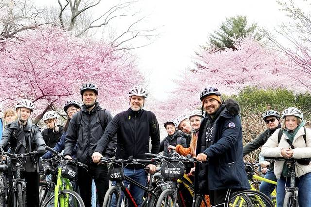 Cherry Blossoms
