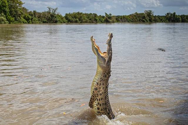 Jumping Crocs