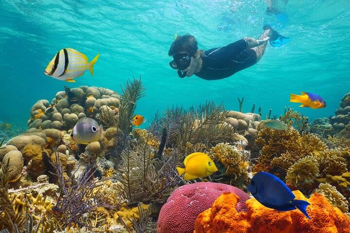 Coral Reef Snorkel, Key West