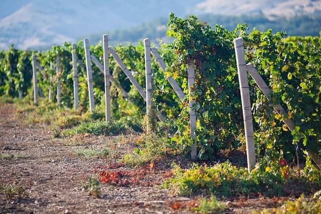 Ica Vineyards