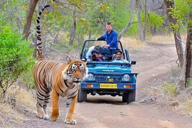 Ranthambore