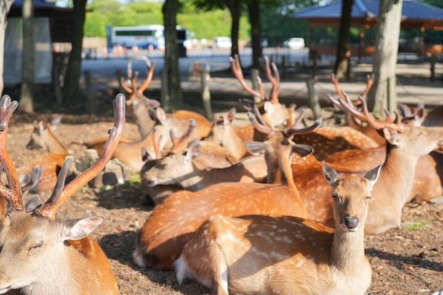 Nara Deer