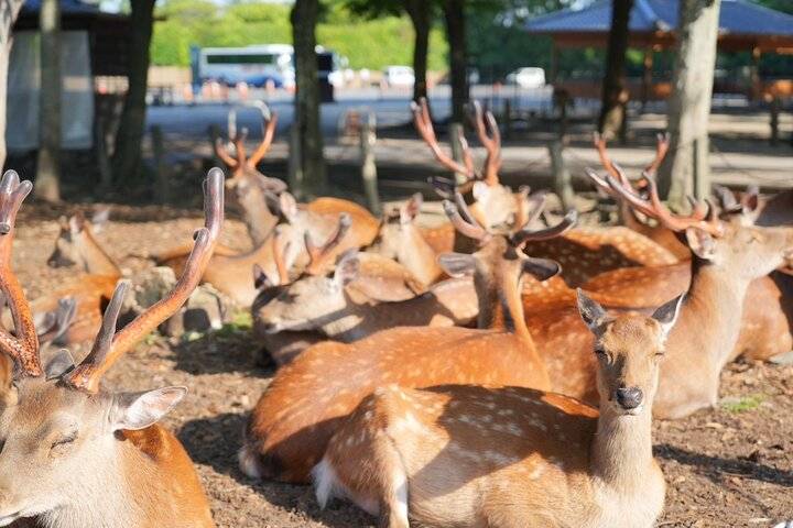 Nara Deer, Nara