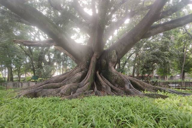 Lalbagh Garden