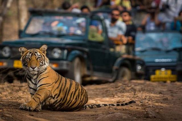 Ranthambore