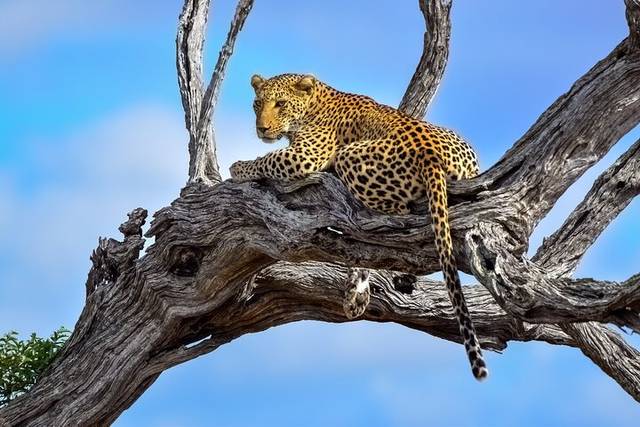 Kruger Safari