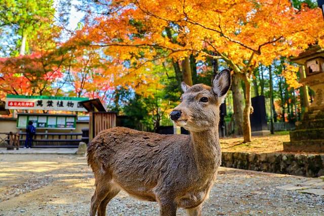 Nara in Autumn
