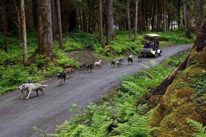 Dog Sledding, Juneau