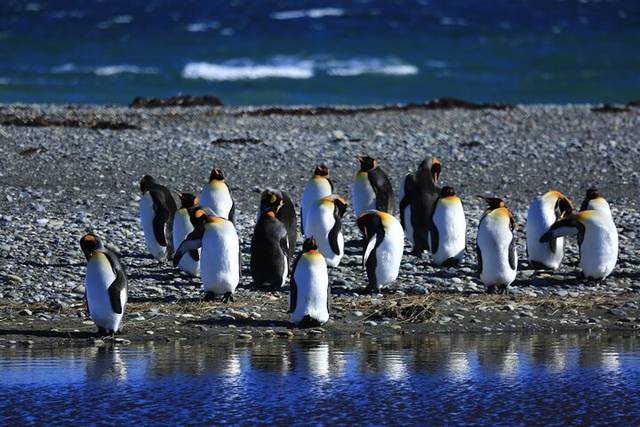 King Penguin Park