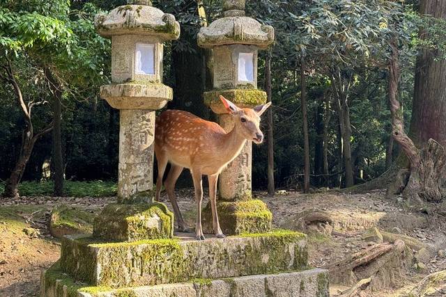 Kasuga Taisha
