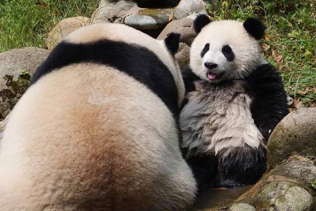 Dujiangyan Pandas
