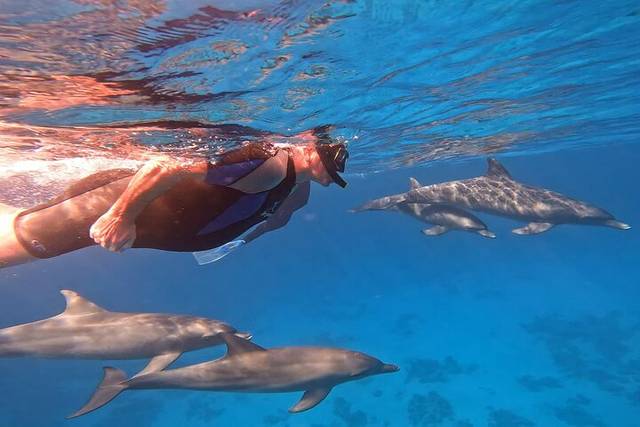 Dolphin House