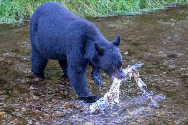 Bears & Salmon