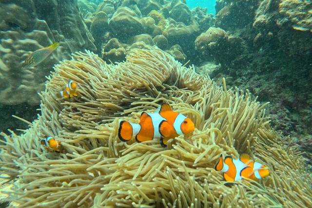 Coral Island