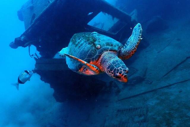 Zenobia Wreck