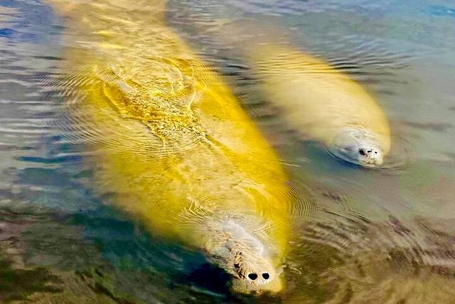 Dolphin Cruise