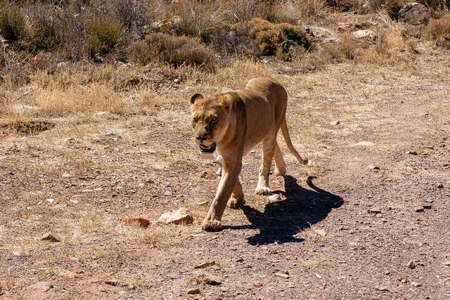 Big Five Safari