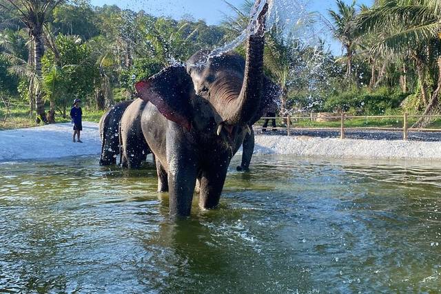 Elephant sanctuary