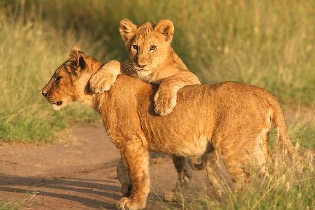 Big Five Safari