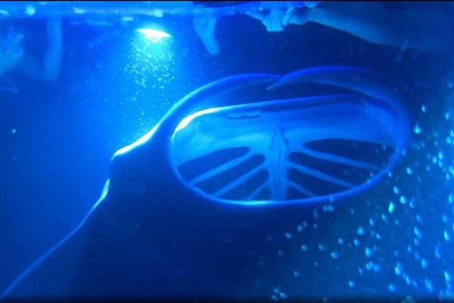 Manta Rays