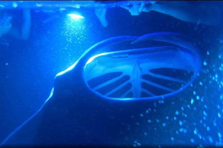 Manta Ray Snorkel, Big Island of Hawaii