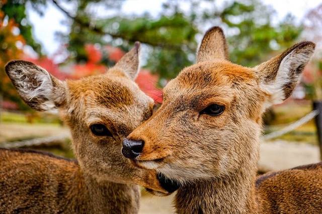 Nara