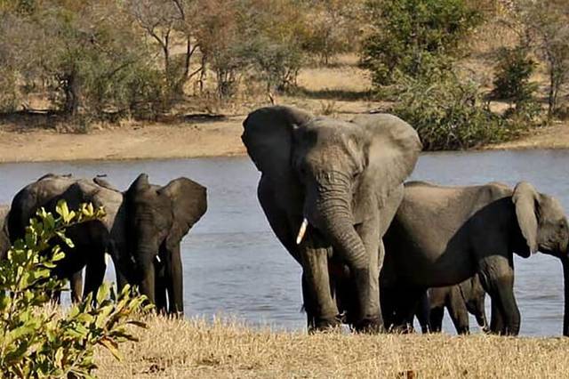 Kruger Park