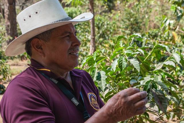 Coffee Farms