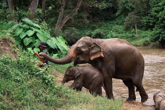 Elephant Sanctuary