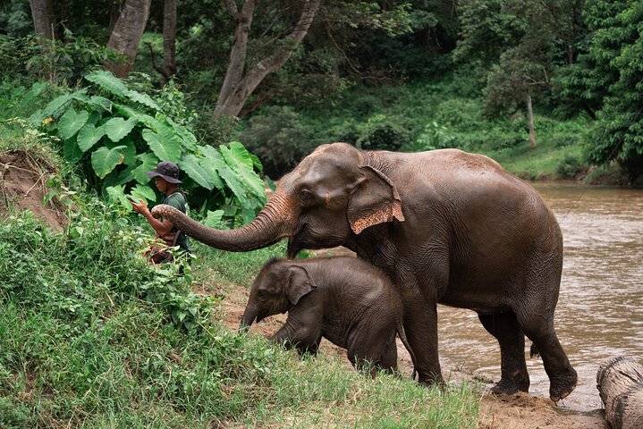 Elephant sanctuary, Chiang Mai
