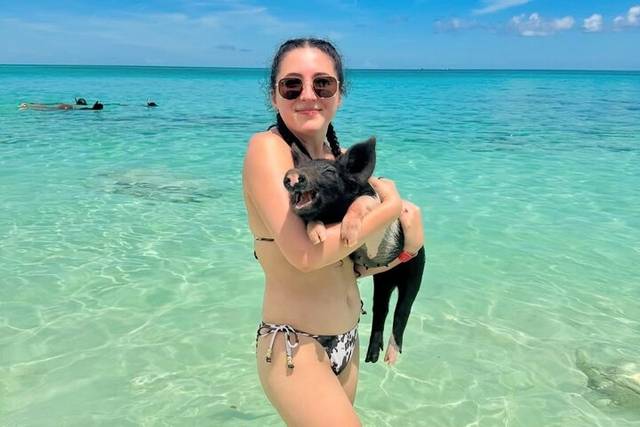 Swimming Pigs