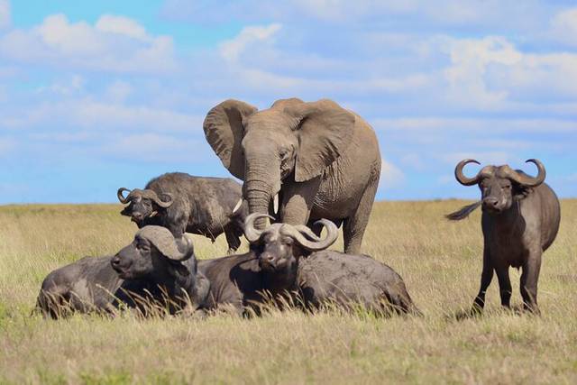 Maasai Mara