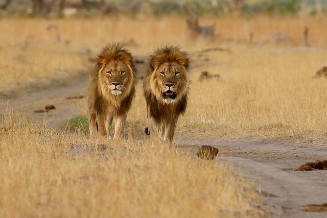 Chobe National Park