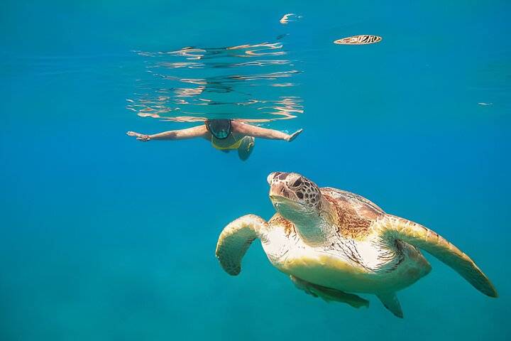 Sea turtles, Marsa Alam
