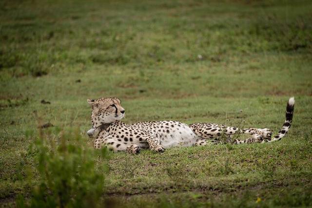 Ngorongoro Crater