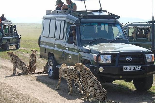 Big Cat Country