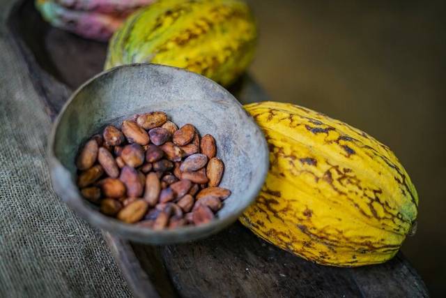 Cacao Farms