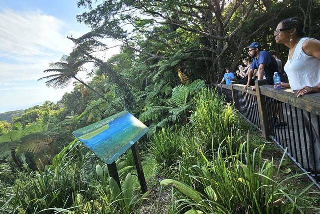 Daintree