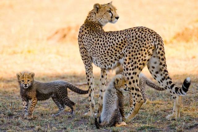 Tarangire Safari