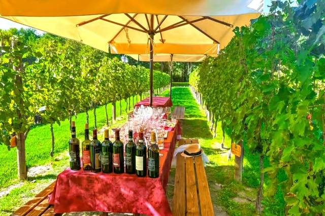 Vernaccia
