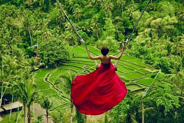 Jungle Swings