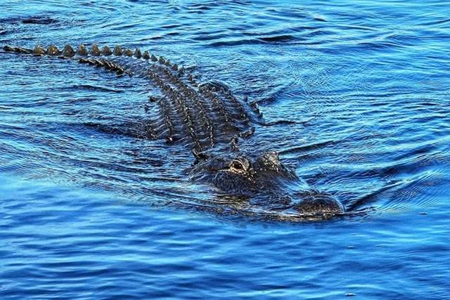 The Everglades