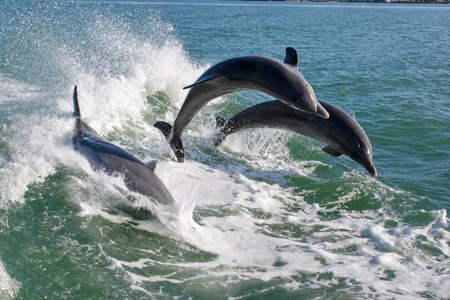 Dolphins