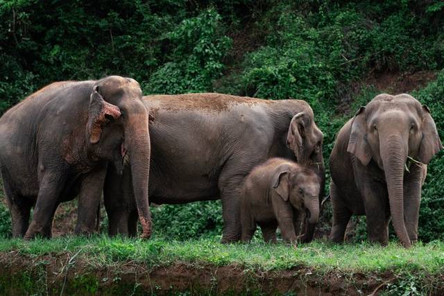 Elephant Sanctuary